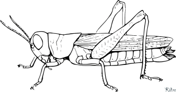 ක්රිකට් මුද්‍රණය කළ හැකි වර්ණ පිටු
